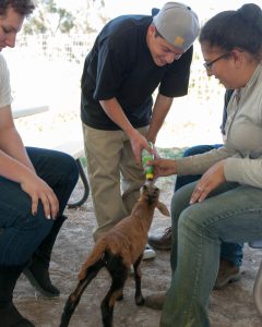 Feeding a tiny goat from a bottle