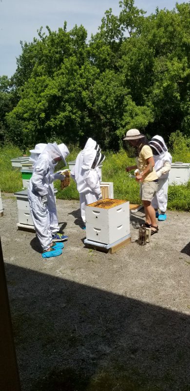Young people learning about bee keeping at the Arboretum