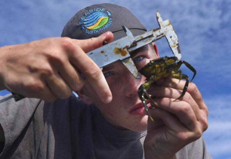 Measuring a crab during the course of a Seaside Sustainability Inc project