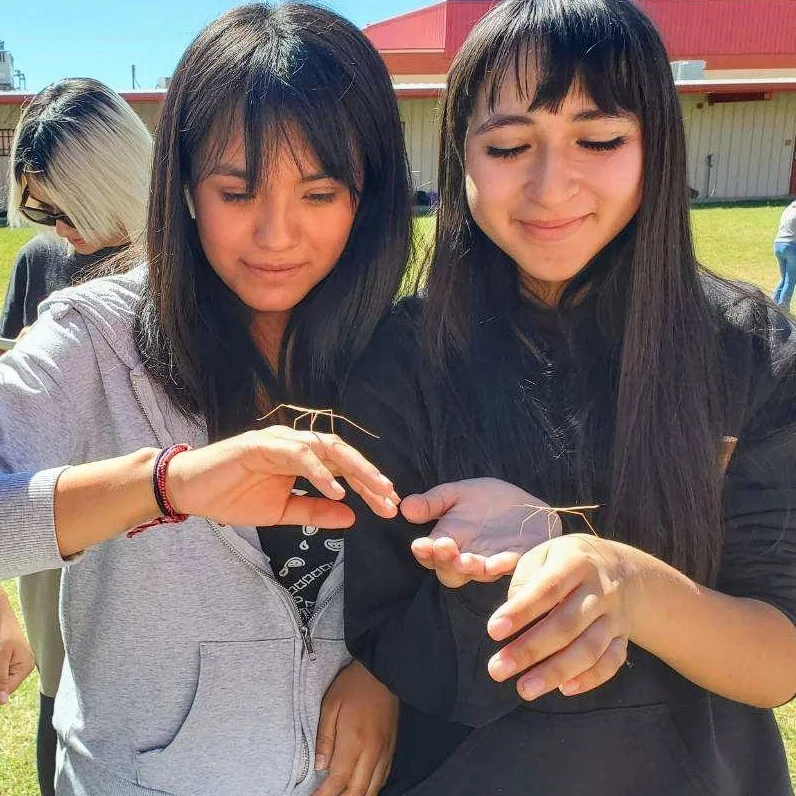 two girls look at stick bugs bisbee