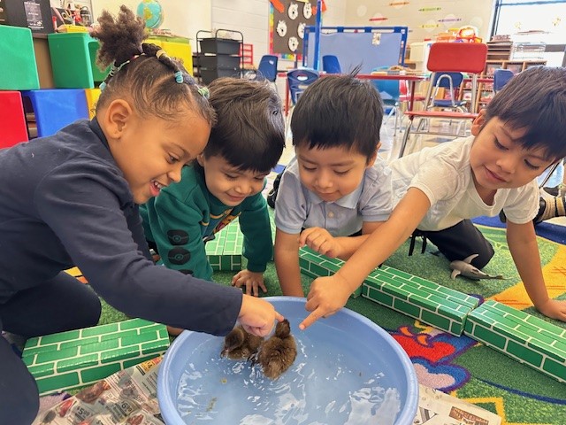 Freehold Borough school children play with ducklings in improvised "pond."